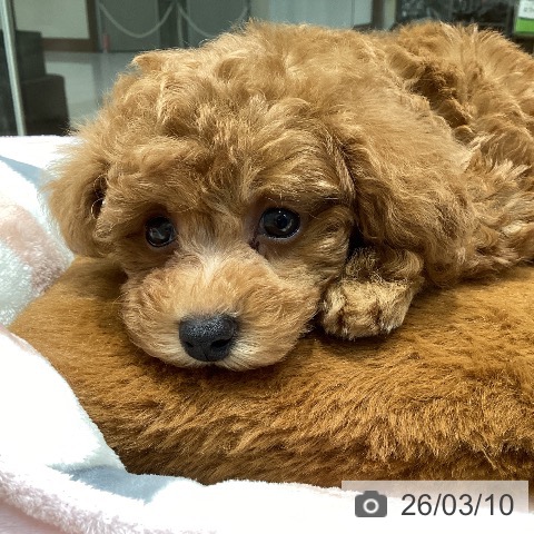 千葉県のトイプードル(トイ) (ペットプラス 柏店/2026年1月3日生まれ/男の子/レッド)の子犬の4枚目の画像
