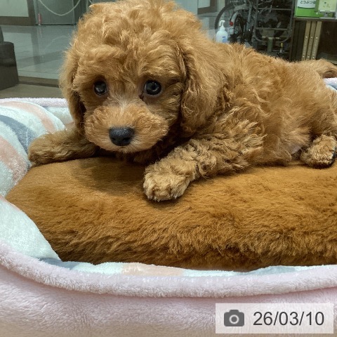 千葉県のトイプードル(トイ) (ペットプラス 柏店/2026年1月3日生まれ/男の子/レッド)の子犬の3枚目の画像