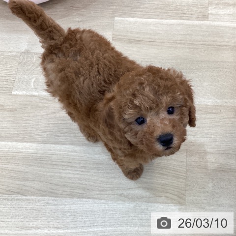 群馬県のトイプードル(トイ) (ペットプラス 前橋店/2026年1月3日生まれ/男の子/レッド)の子犬の3枚目の画像