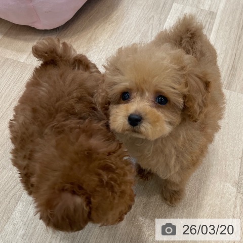 神奈川県のトイプードル(トイ) (ペットプラス テラスモール湘南店/2026年1月4日生まれ/女の子/アプリコット)の子犬の4枚目の画像