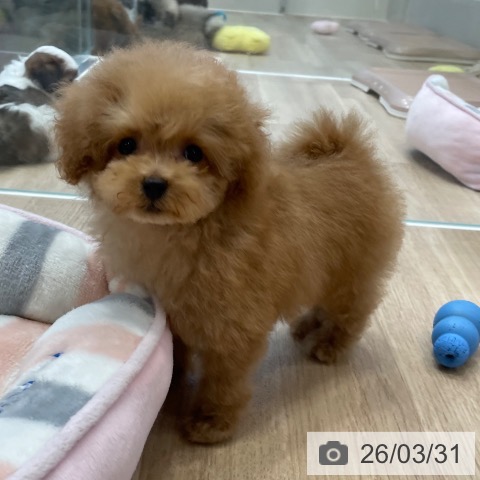 神奈川県のトイプードル(トイ) (ペットプラス テラスモール湘南店/2026年1月4日生まれ/女の子/アプリコット)の子犬の3枚目の画像