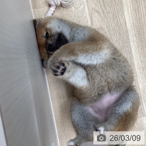 東京都の柴犬(標準サイズ) (ペットプラス むさし村山店/2026年1月5日生まれ/女の子/赤)の子犬の4枚目の画像