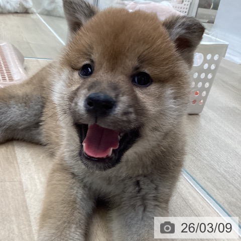 東京都の柴犬(標準サイズ) (ペットプラス むさし村山店/2026年1月5日生まれ/女の子/赤)の子犬の3枚目の画像