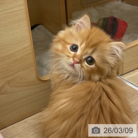 マンチカンの写真