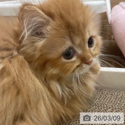 マンチカンの写真