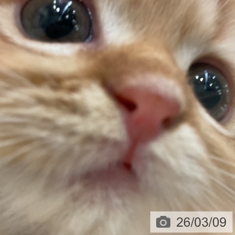 マンチカンの写真