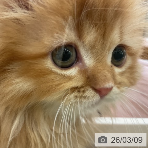 マンチカンの写真