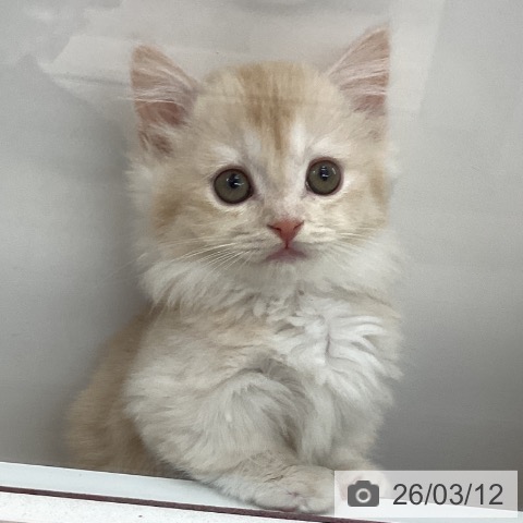 東京都のマンチカン (ペットプラス むさし村山店/2025年12月28日生まれ/男の子/クリームタビーホワイト)の子猫の4枚目の画像