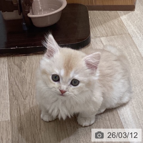 東京都のマンチカン (ペットプラス むさし村山店/2025年12月28日生まれ/男の子/クリームタビーホワイト)の子猫の3枚目の画像