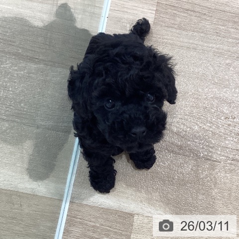 神奈川県のトイプードル(トイ) (ペットプラス ゆめが丘ソラトス店/2026年1月5日生まれ/女の子/ブラック)の子犬の4枚目の画像