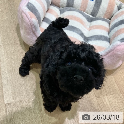 神奈川県のトイプードル(トイ) (ペットプラス ゆめが丘ソラトス店/2026年1月5日生まれ/女の子/ブラック)の子犬の3枚目の画像
