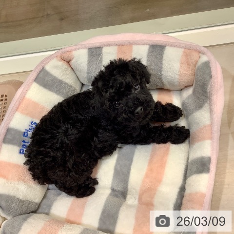 埼玉県のトイプードル(トイ) (ペットプラス クレアモール川越店/2026年1月5日生まれ/男の子/ブラック)の子犬の4枚目の画像