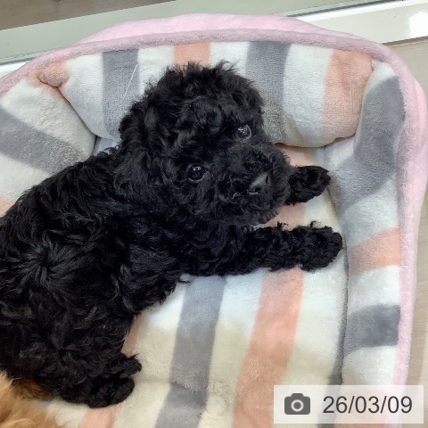 埼玉県のトイプードル(トイ) (ペットプラス クレアモール川越店/2026年1月5日生まれ/男の子/ブラック)の子犬の3枚目の画像