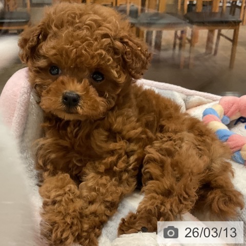 埼玉県のトイプードル(トイ) (ペットプラス コクーンシティ店/2026年1月5日生まれ/女の子/レッド)の子犬の4枚目の画像