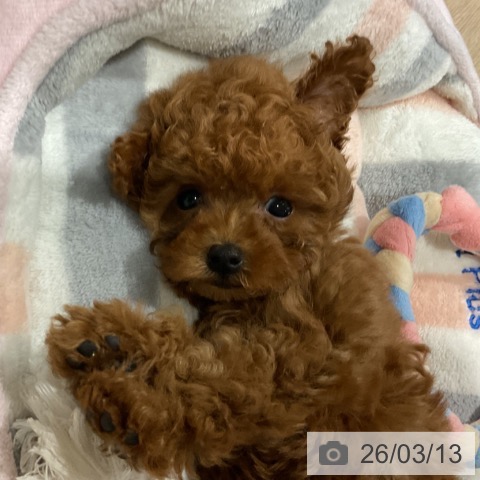 埼玉県のトイプードル(トイ) (ペットプラス コクーンシティ店/2026年1月5日生まれ/女の子/レッド)の子犬の3枚目の画像