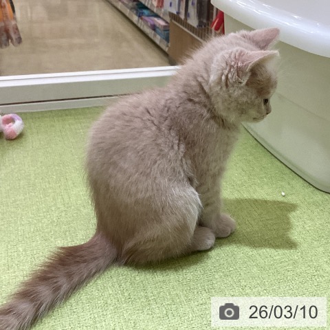 埼玉県のブリティッシュショートヘアー (ペットプラス 羽生店/2026年1月5日生まれ/男の子/クリームタビー)の子猫の4枚目の画像