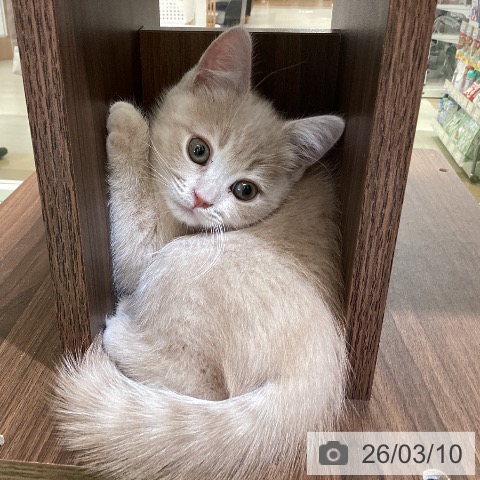 埼玉県のブリティッシュショートヘアー (ペットプラス 羽生店/2026年1月5日生まれ/男の子/クリームタビー)の子猫の3枚目の画像