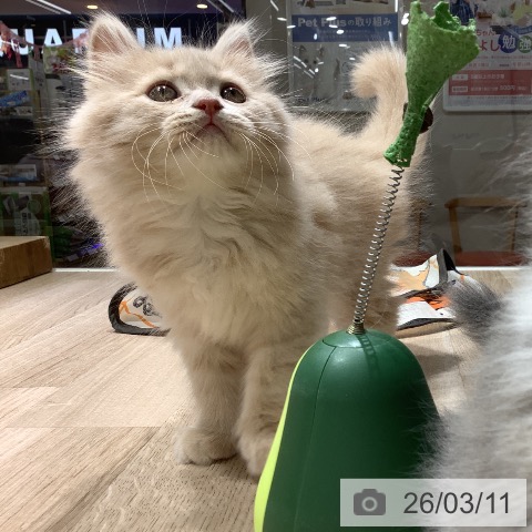 長野県のブリティッシュショートヘアー (ペットプラス 長野店/2026年1月5日生まれ/男の子/クリーム)の子猫の4枚目の画像