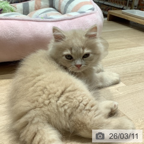 長野県のブリティッシュショートヘアー (ペットプラス 長野店/2026年1月5日生まれ/男の子/クリーム)の子猫の3枚目の画像