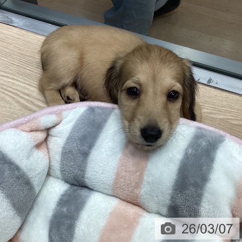 ミニチュア・ダックスフンドの写真