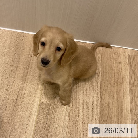 神奈川県のミニチュアダックスフンド(ロング) (ペットプラス 天王町店/2026年1月3日生まれ/男の子/イエロー)の子犬の3枚目の画像