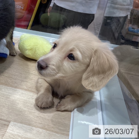 ミニチュア・ダックスフンドの写真