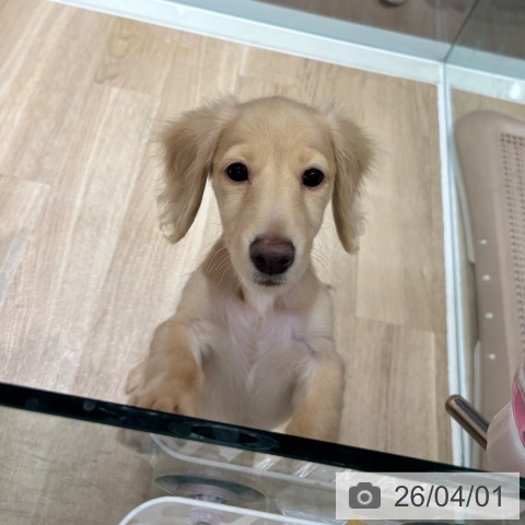 ミニチュア・ダックスフンドの写真