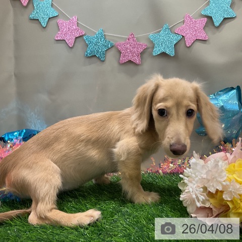 ミニチュア・ダックスフンドの写真