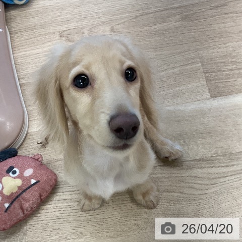 ミニチュア・ダックスフンドの写真