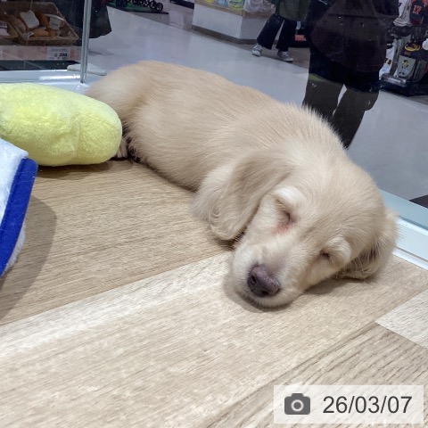 ミニチュア・ダックスフンドの写真