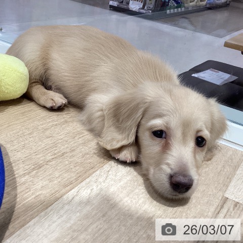 ミニチュア・ダックスフンドの写真