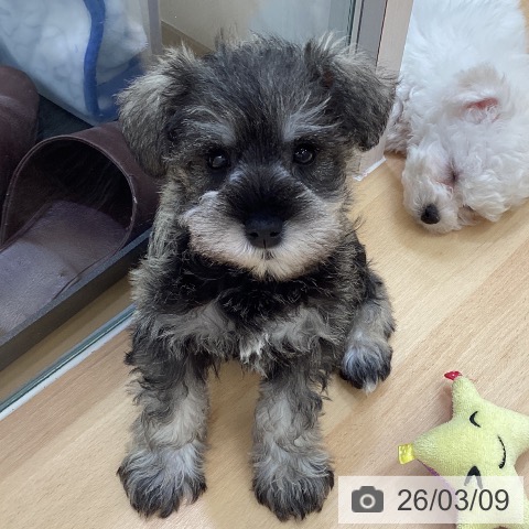 長野県のミニチュアシュナウザー (ペットプラス 松本店/2025年12月31日生まれ/女の子/ソルトペッパー)の子犬の4枚目の画像