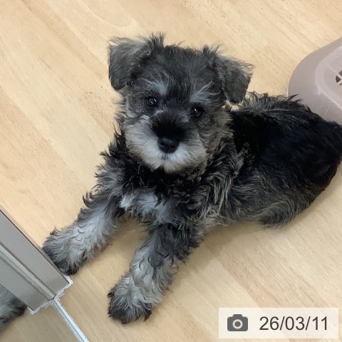 長野県のミニチュアシュナウザー (ペットプラス 松本店/2025年12月31日生まれ/女の子/ソルトペッパー)の子犬の3枚目の画像