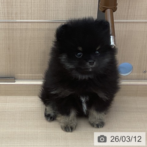 埼玉県のポメラニアン (ペッツワン 浦和美園店/2026年1月4日生まれ/男の子/ブラックタン)の子犬の3枚目の画像