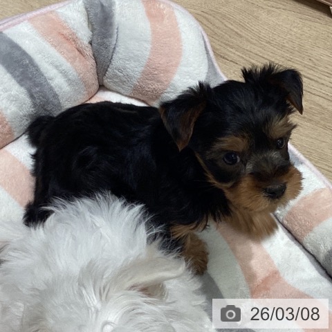 ヨークシャー・テリアの写真