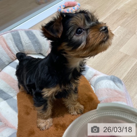 東京都のヨークシャーテリア (ペットプラス 立川高島屋S.C.店/2026年1月3日生まれ/女の子/スチールブルータン)の子犬の4枚目の画像