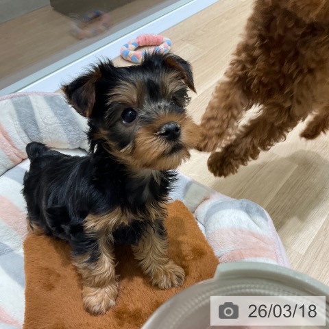 東京都のヨークシャーテリア (ペットプラス 立川高島屋S.C.店/2026年1月3日生まれ/女の子/スチールブルータン)の子犬の3枚目の画像