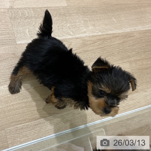 岩手県のヨークシャーテリア (ペットプラス 盛岡南店/2026年1月4日生まれ/男の子/スチールブルータン)の子犬の4枚目の画像