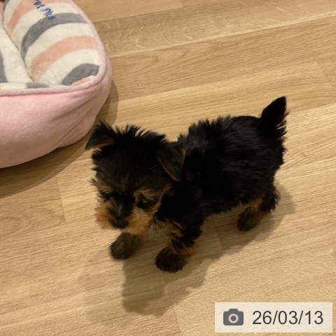 岩手県のヨークシャーテリア (ペットプラス 盛岡南店/2026年1月4日生まれ/男の子/スチールブルータン)の子犬の3枚目の画像