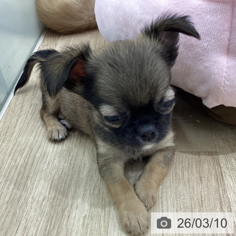 宮城県のチワワ(ロング) (ペットプラス 仙台上杉店/2026年1月4日生まれ/男の子/レッド)の子犬の4枚目の画像