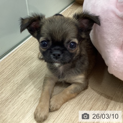 宮城県のチワワ(ロング) (ペットプラス 仙台上杉店/2026年1月4日生まれ/男の子/レッド)の子犬の3枚目の画像