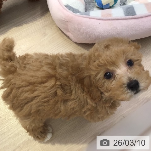 東京都のトイプードル(トイ) (ペットプラス 多摩平の森店/2026年1月5日生まれ/男の子/アプリコット)の子犬の3枚目の画像