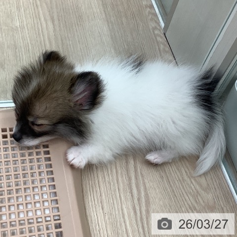 ポメラニアンの写真