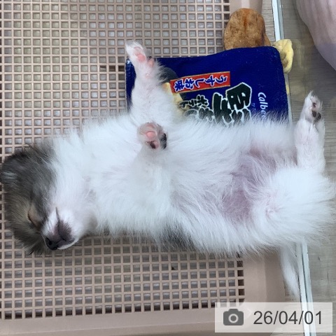 ポメラニアンの写真