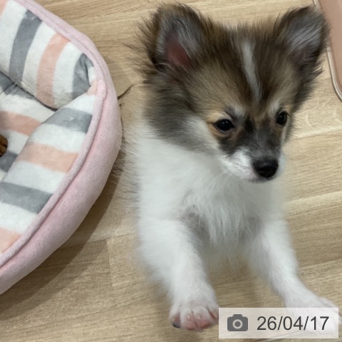 ポメラニアンの写真