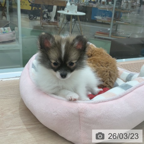 埼玉県のポメラニアン (ペットプラス 上尾店/2026年1月6日生まれ/女の子/パーティーカラー)の子犬の4枚目の画像