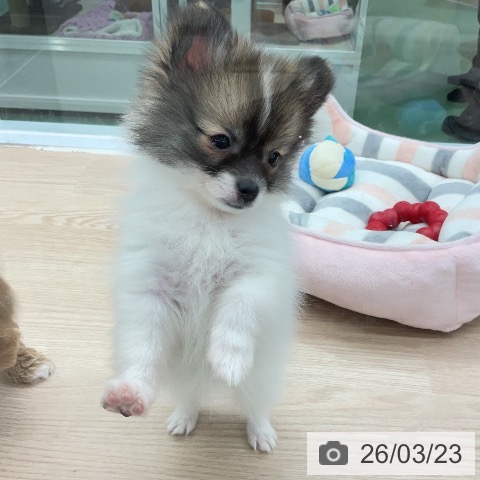 埼玉県のポメラニアン (ペットプラス 上尾店/2026年1月6日生まれ/女の子/パーティーカラー)の子犬の3枚目の画像