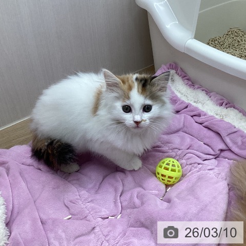 宮城県のサイベリアン (ペットプラス 仙台上杉店/2026年1月2日生まれ/女の子/バンキャリコ)の子猫の4枚目の画像