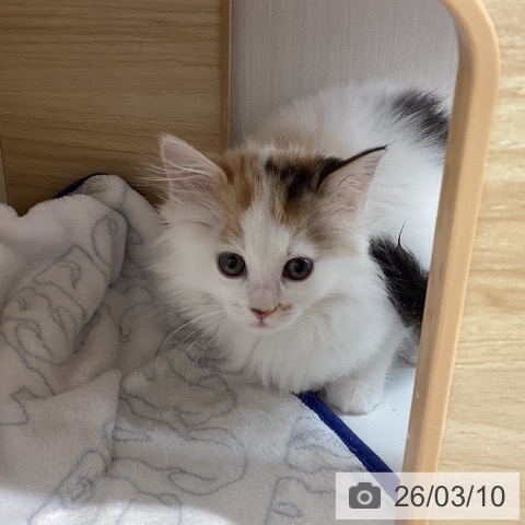 宮城県のサイベリアン (ペットプラス 仙台上杉店/2026年1月2日生まれ/女の子/バンキャリコ)の子猫の3枚目の画像