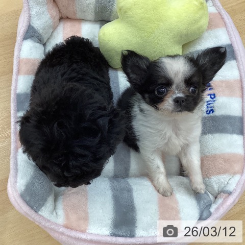 長野県のチワワ(ロング) (ペットプラス 松本店/2026年1月4日生まれ/女の子/ホワイトブラックタン)の子犬の4枚目の画像